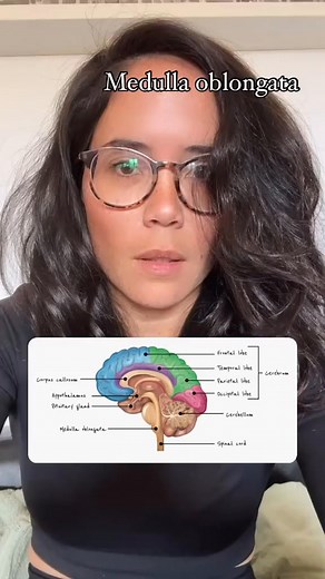 The medulla oblongata is found at the base of the brain 易 stem. It’s responsible for autonomic functions including control of our breathing and heart rate #alevelbiology #aqabiology #studytok #EduTok #instalearn #igcsebiology | sciencewithhazel | Facebook