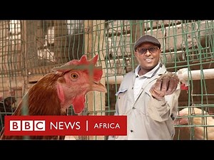 How I use chicken poop to power my life - BBC Africa