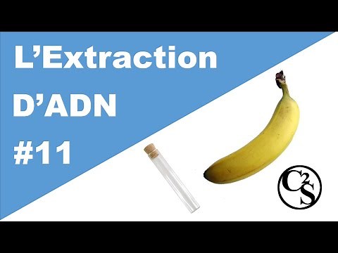 #11 Extraction d'ADN - Curieux² Savoir