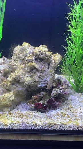 Tadpole the Frogfish 🇨🇦 (@tadpolethefrogfish)’s videos with original sound - Tadpole the Frogfish 🇨🇦