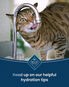 2.8K views · 761 reactions | Water and cats have always had a finicky relationship, but we’re here to help. | Blue Buffalo | Facebook