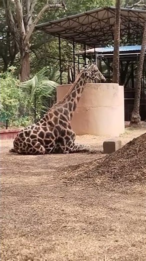Zebra giraffe rhinoceros