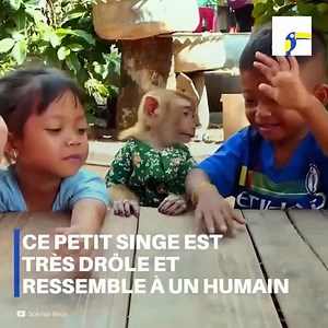Lorsque vous verrez ce singe, vous tomberez amoureux de lui. Il a un comportement très humain. Il est très marrant et a un super ami canin. | Social
