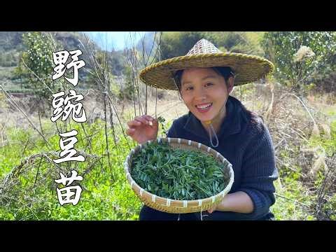 How to eat wild pea shoots?This method is refreshing and goes well with rice.