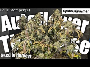 Timelapse - Seed to Harvest - Sour Stomper(2) Autoflower - Spiderfarmer SF4000