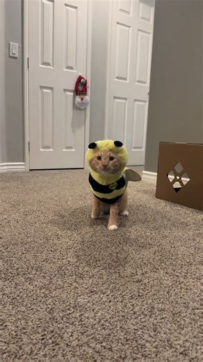 Bumblebee Communication: Understanding Their Sounds