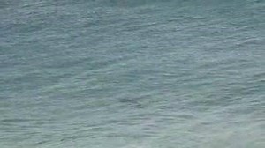 OMG | Florida FishingTips