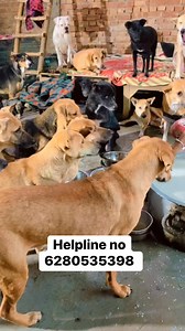 4.5K views · 191 reactions | Helpline no 6280535398 #ashiyanaanimalrescue #support #animals #rescuedog #doglover #animalsupport #FacebookPage #facebookpost #help | Ashiyana Animal Rescue | Facebook