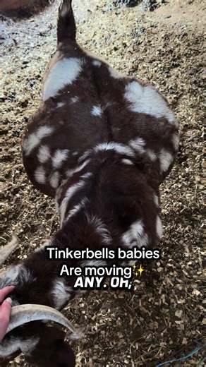 Tinkerbell's Adorable Babies Moving!
