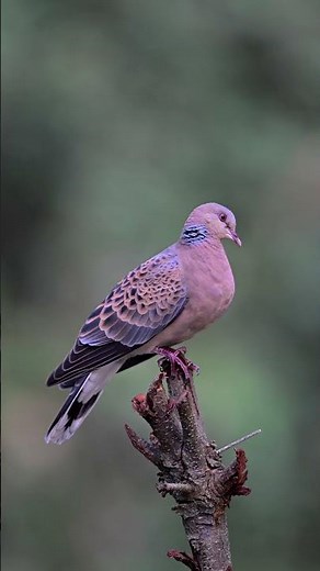 Meet the beautiful Oriental Turtle Dove, a graceful symbol of peace and wilderness.