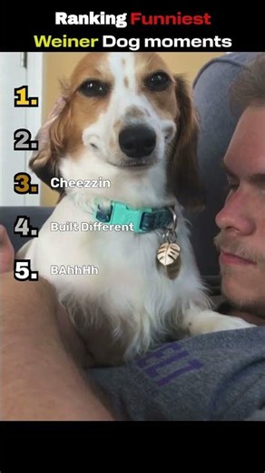 Ranking Funniest Weiner Dog Moments Part 1 #dachshund #dachshunds #weinerdog