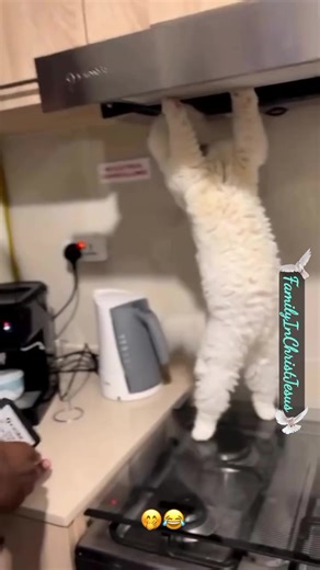 👀😂🙌♥️😆