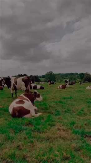 This was posted last year but thought another visit to Vine Farm...