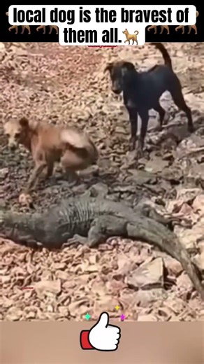 Brave Pups vs. The Dragon! 🐉 A Fearless Stand You Won't Believe! #Shorts