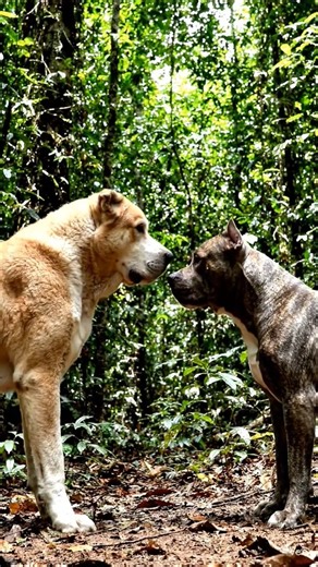Alabai vs pitbull #alabai #pitbull #dog