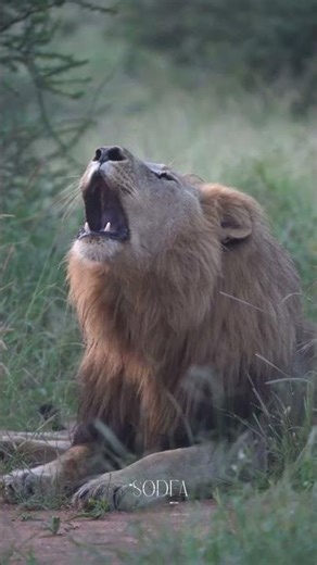 INTENSE Lion Roaring Sounds/Scary lions Roar sound effect!