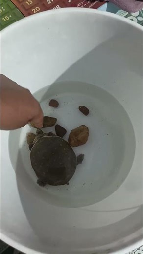 my turtle is playing on cub #turtlewatching #pets #20nakhunwalakachhua #facts #facts#turtlewatching