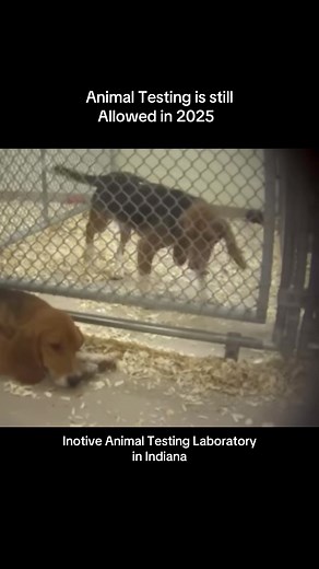 Understanding Animal Testing Practices in 2025