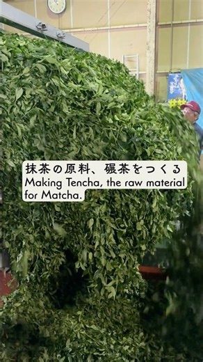 The Matcha boom is still going strong! 抹茶ブームはまだまだ続く。