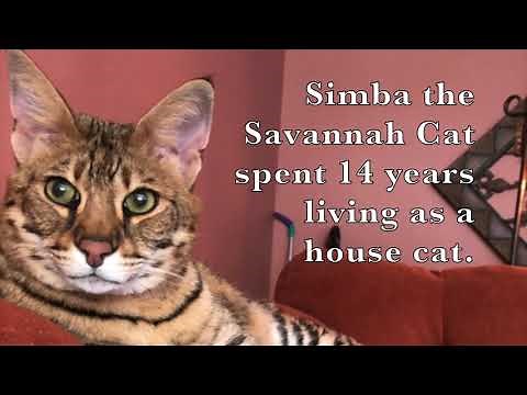 Talking Savannah Cat