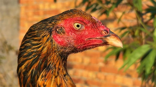 Pure Aseel Breed: Close Up View! #hens #chickadoption #farming | Nadeem shah aseel