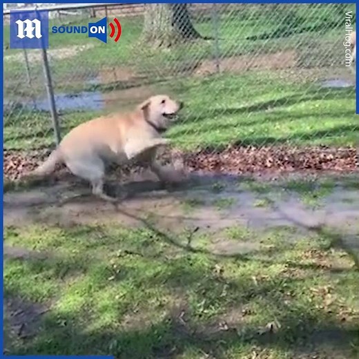 55K views · 1.1K reactions | This dog loves to play in muddy puddles ❤️藍via ViralHog | Daily Mail Video | Facebook