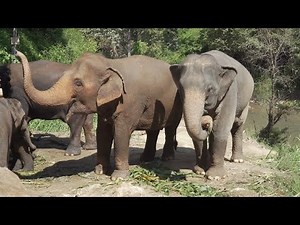 Elephant Sound Effect - Elephant Sound Variations - Elephant Trumpet Sounds for kids