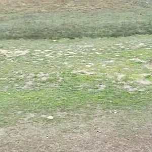 dog hunting rabbit dog chasing rabbit run of chase dog and rabbit | Choppies - Namibia