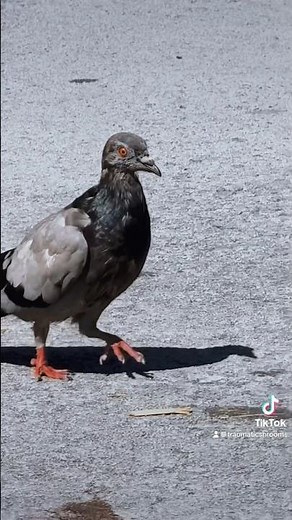 Rare footage of a Dodo Bird