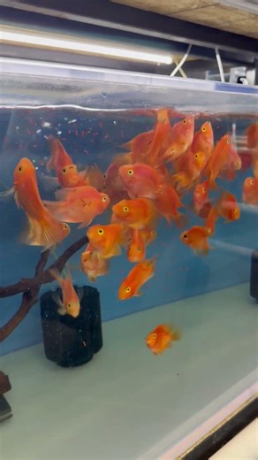 Feeding Blood Parrot Cichlids