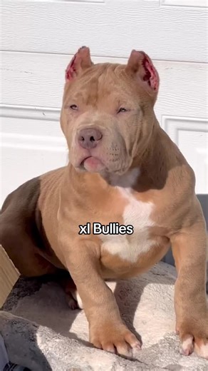 #exoticpets #pitbull #bigdogs #cheapdogs #americanbulliesforsale #americanbullies #xlbullies #bestdogsforthefamily