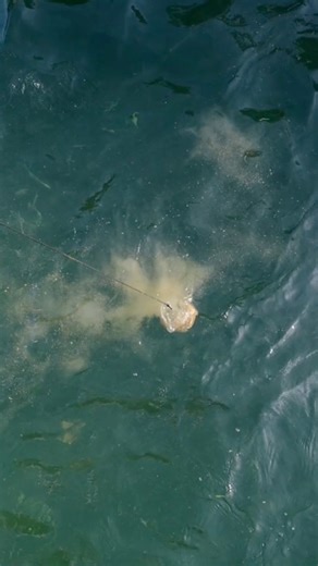 11K views · 73 reactions | Tons of Bait under the Skyway fishing pier! We used the ballyhoop net to catch them! #bait #theballyhoop #fishing #fishinglife | Groupermvp | Facebook