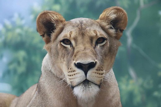 What Color Are Lions? See the Wide Range of Colors for the King of the Jungle