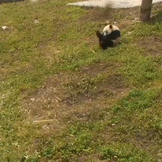 Roly Poly Panda. | explore.org