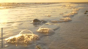 Olive snail in shell burying itself in sand during sunset with waves