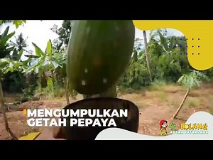 | SI BOLANG (19/10/22)