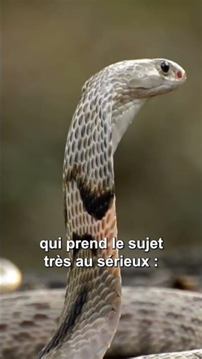 Panic in Haute-Garonne: a very dangerous and venomous cobra has been spotted in the wild