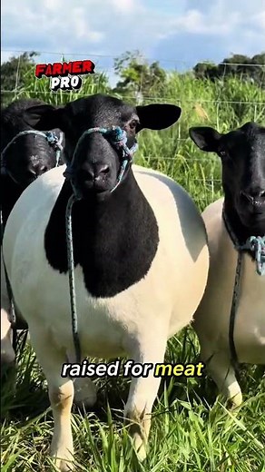 Dorper Sheep: The Fastest Growing Meat Sheep Breed in the World! 🐑🔥 | Ultimate Dorper Farming Guide