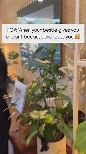 746K views · 29K reactions | When your bestie gives you a plant because she loves you 殺 Do you have a plant bestie? #plantshelfie #plantstagram #indoorplants #plants #houseplants #plantroom #plantlove #plantlover #planthelp #plantcare #houseplantsofig #plantsofinstagram | Tipstosaveplants | Facebook