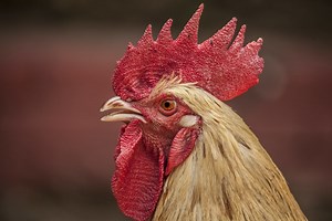 6 Fakta Menarik Tentang Ayam