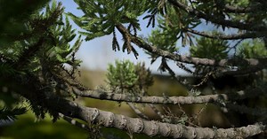 SpeedTree 9 Has Been Released