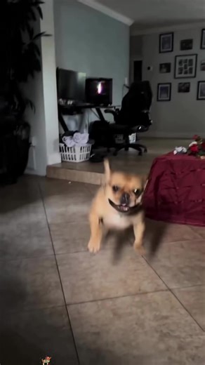 Running dogs #dog #lovedogs #running #fyp #dogsoftiktok | Dogs Running