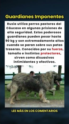 ¿Por qué Rusia usa perros pastores del Cáucaso en prisiones de alta seguridad? 🤯🐕