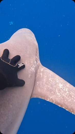 SCUBA DAN 🤿 on Instagram: "Always keep your head in the water 👀 sandbar sharks were on form today 😂 #sharks #sharkdiver #sharkdiving #sandbarshark"