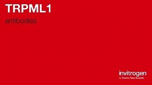 TRPML1 antibodies from Thermo Fisher Scientific
