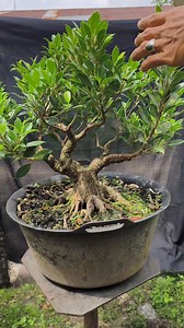 2.9K views · 3.6K reactions | The process is not over yet. It's still long  #ficusmicrocarpa #bonsaitree | Karimun Java | Facebook