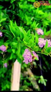 Denyut JANTUNG DI DADA #razleestudio #kundasang #JomKaraoke #denyutjantungdidada | Razlee Dstudio | Facebook