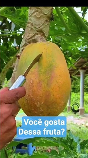 mamão é seus incríveis benefícios para a saúde