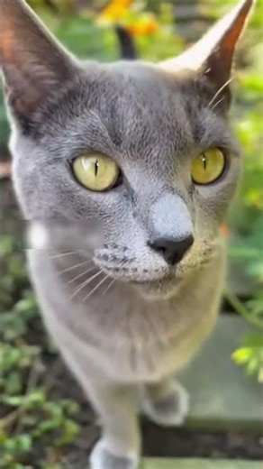 Welcome to Animal FoodiesWatch cute and funny animals eating delicious food.