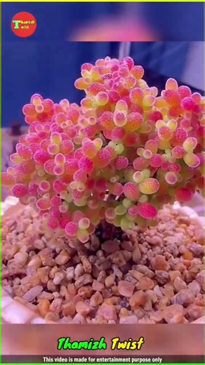 This Plant Looks Like It's Growing Candy Crystals! 🍬🌱🤯 #shorts